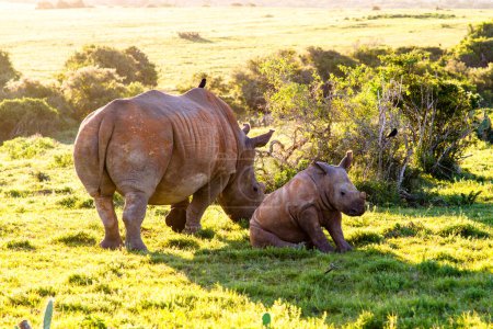 Téléchargez les photos : Thandi et Mthetho Mère et bébé au repos rhinocéros blanc - en image libre de droit