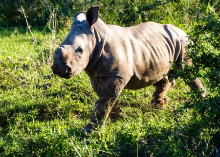 Téléchargez les photos : Bébé rhinocéros blanc sur fond nature - en image libre de droit