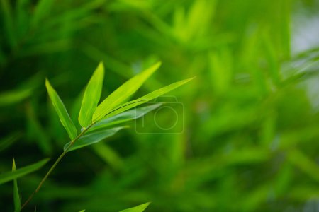Photo for Small green leaves background, close view - Royalty Free Image