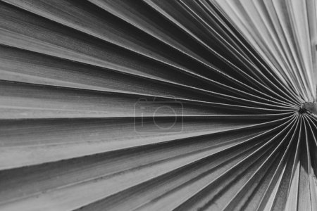 Foto de Textura de hoja de palma tropical, imagen en blanco y negro - Imagen libre de derechos