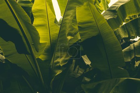 Foto de Vista panorámica de las hojas de plátano tropical - Imagen libre de derechos