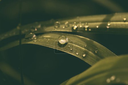 Foto de Gota de agua con hierba - Imagen libre de derechos