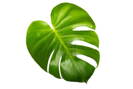 Photo for "Monstera leaf on white " - Royalty Free Image