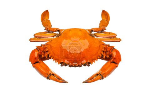 Téléchargez les photos : "Sea crab on white" - en image libre de droit