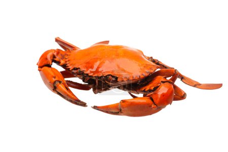 Téléchargez les photos : Sea crab on white - en image libre de droit