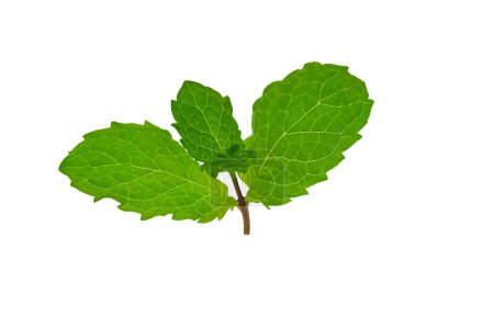 Photo for "Mint leaf isolated on white" - Royalty Free Image