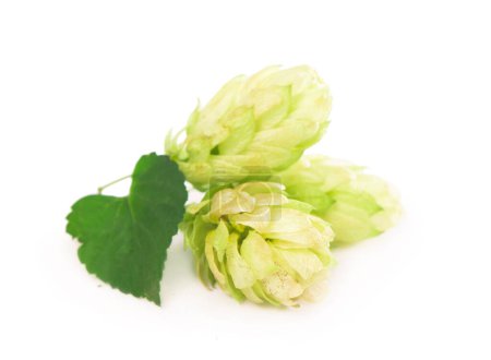 Foto de "conos de lúpulo verde aislados en blanco, elaboración de cerveza, producción de cerveza natural" - Imagen libre de derechos