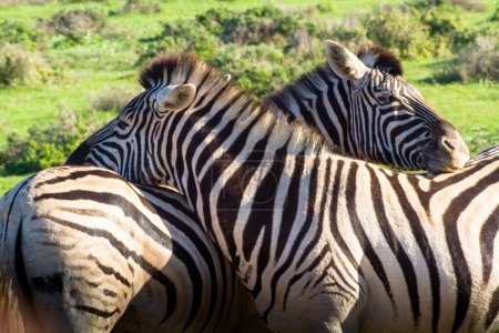 Photo for Two Zebras Resting close up - Royalty Free Image