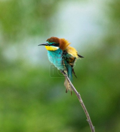 Foto de Austria bird  on nature background - Imagen libre de derechos