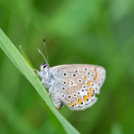 Téléchargez les photos : Gros plan sur le magnifique papillon dans la nature - en image libre de droit
