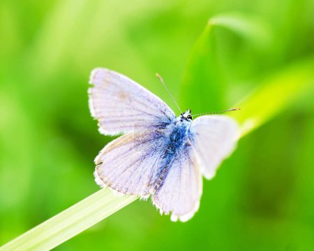 Téléchargez les photos : Gros plan sur le magnifique papillon dans la nature - en image libre de droit