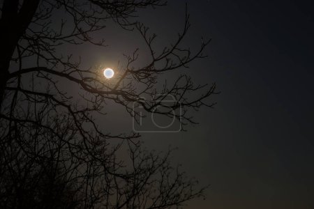 Photo for Full moon shines in night sky among tree branches - Royalty Free Image