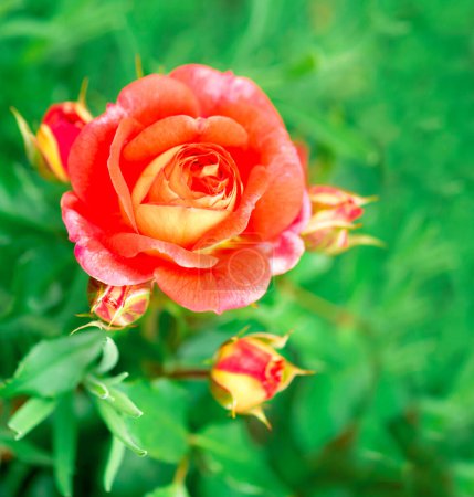 Foto de Parque rose-cattail crece en el jardín en verano - Imagen libre de derechos