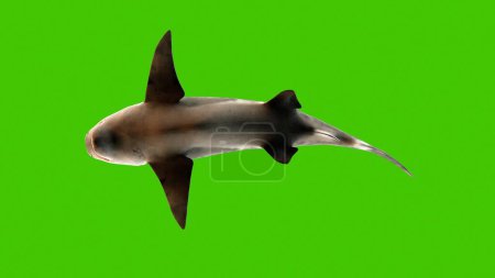 Téléchargez les photos : "Requin nageant sous l'eau, vue du bas. Rendu 3D
" - en image libre de droit