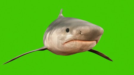 Photo for "A shark swims under water with a wide open mouth full of sharp dangerous teeth. 3D Rendering" - Royalty Free Image