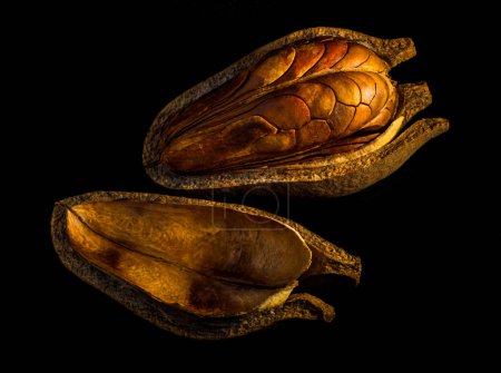 Photo for "Pods and seeds of  Mahogany on black background" - Royalty Free Image