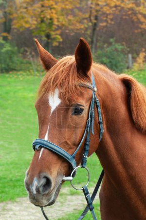 Foto de Retrato de un caballo, caballo marrón - Imagen libre de derechos