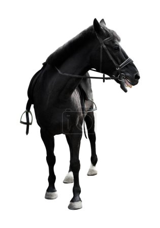 Téléchargez les photos : Cheval noir en licou de corde isoler sur un blanc - en image libre de droit