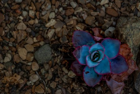 Photo for Top view of a Echeveria cante rosette on scree background. Succulent plant. - Royalty Free Image