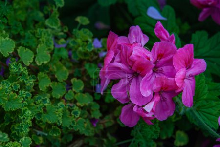 Téléchargez les photos : "Fleur rose pourpre de Pelargonium Olga Shipston pleine fleur cultivée." - en image libre de droit