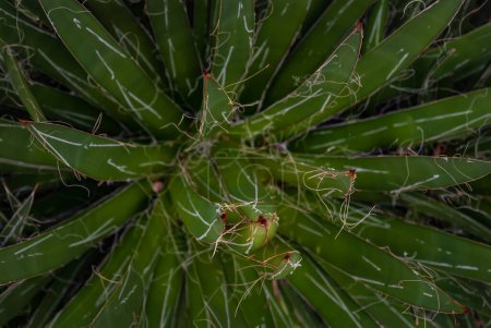 Téléchargez les photos : Gros plan sur Agave lechuguilla (cactus trouvé seulement dans le désert de Chihuahuan) - en image libre de droit