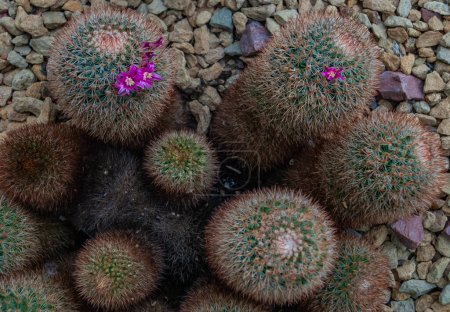 Photo for Mammillaria spinosissima is a kind of beautiful cactus with red spikes in the botanical garden. - Royalty Free Image