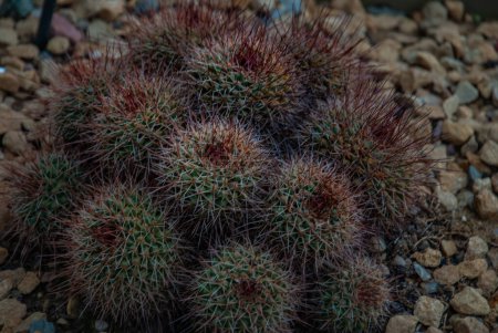 Photo for "Flowering Mammillaria wiesingeri cactus in the botanical garden." - Royalty Free Image