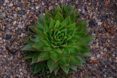 Photo for Closeup of Echeveria albicans, Echeveria elegans, Echeveria nodulosa, desert succulent plant. - Royalty Free Image