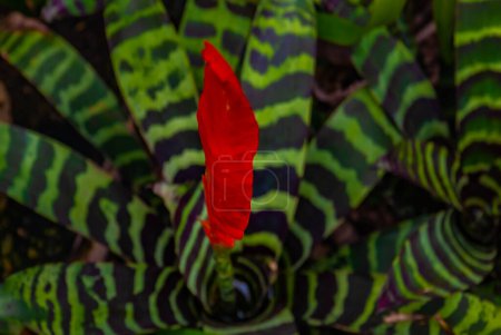 Foto de "Aechmea zebrina (Bromeliaceae) en el jardín botánico" - Imagen libre de derechos