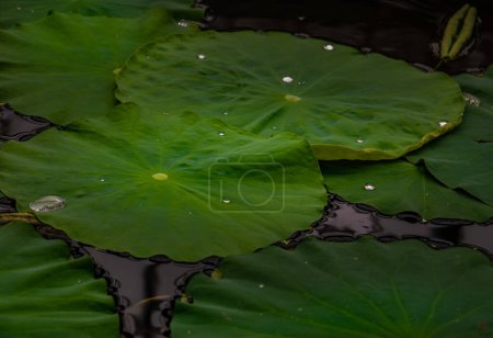 Téléchargez les photos : Feuilles de lotus avec gouttes d'eau (Nelumbo Chawan Basu). Jardin oriental - en image libre de droit