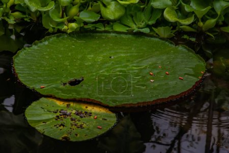 Photo for Huge water Lilly in a pond at London's Kew Gardens - Royalty Free Image