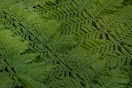 Téléchargez les photos : "Under the leaf of Cyathea Medullaris (Black Tree Fern) growing in a tropical garden." - en image libre de droit