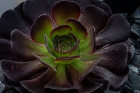 Téléchargez les photos : Gros plan du magnifique Aeonium arboreum, Aeonium noir dans un jardin botanique au printemps. - en image libre de droit