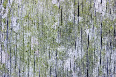 Foto de Detalle de madera envejecida que muestra el agrietamiento a lo largo del grano y cubierta de liquen - Imagen libre de derechos