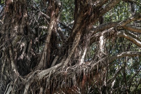Téléchargez les photos : "Banyan tree (Ficus benjamina) large and old grown in the park, kown as weepig fig, benjamin fig or ficus tree." - en image libre de droit