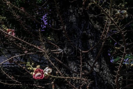 Foto de "La flor increíblemente compleja del árbol de bala de cañón tiene tentáculos como estructuras muy parecidas a un amenome de mar. Flores de árbol de bola de cañón, shorea robusta, árbol de shala rojo es venerado por la gente budista." - Imagen libre de derechos