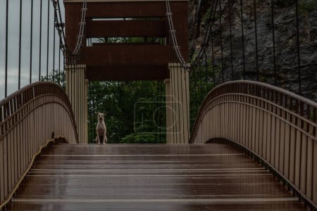 Téléchargez les photos : Un chien debout sur une passerelle de pont en bois au-dessus des marais par un jour de pluie. - en image libre de droit