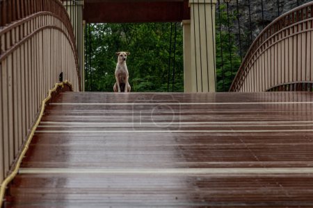 Photo for A dog standing on a Wood bridge walkway over the swamps on a rainy day. - Royalty Free Image