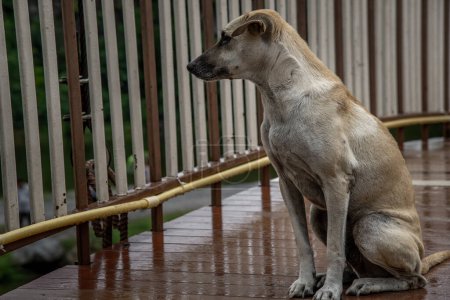 Téléchargez les photos : Un chien debout sur une passerelle de pont en bois au-dessus des marais par un jour de pluie. - en image libre de droit