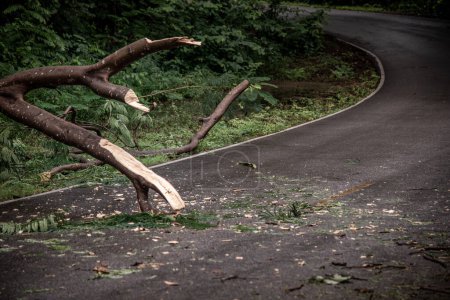 Téléchargez les photos : Chute de débris d'arbres bloquant la route dans la forêt après la tempête de pluie
. - en image libre de droit