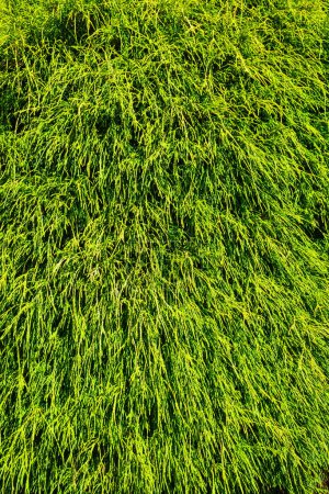 Téléchargez les photos : "Feuilles vertes de thuja poussant vers le bas. Feuilles vertes texture fond
." - en image libre de droit