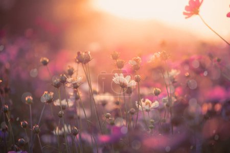 Foto de Hermosas flores florecientes. Concepto horario de verano - Imagen libre de derechos