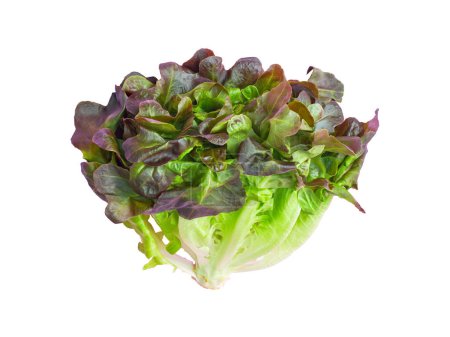 Téléchargez les photos : "isolated salad lettuce vegetable with clipping path on white background" - en image libre de droit