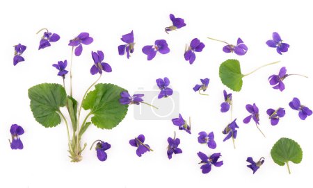 Foto de "Green leaf and flowers of Wood violet Viola odorata isolated on white background." - Imagen libre de derechos