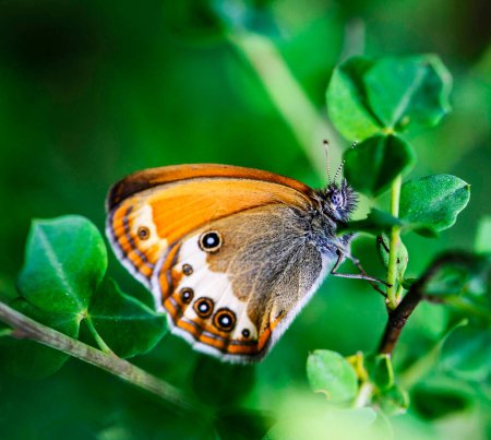 Photo for Close-up shot of beautiful butterfly in the nature - Royalty Free Image