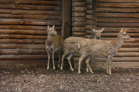 Foto de "Three deer are looking carefully to the sides." - Imagen libre de derechos