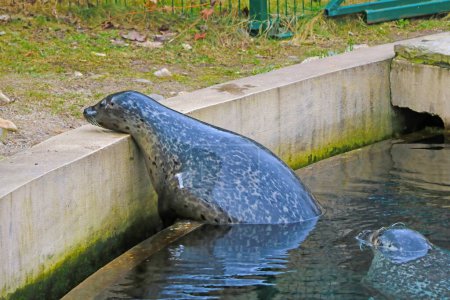 Téléchargez les photos : "Close-up on an adult seal in the park." - en image libre de droit