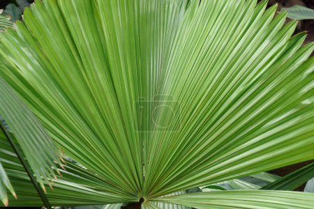 Téléchargez les photos : "Australian fan palm leaves" - en image libre de droit