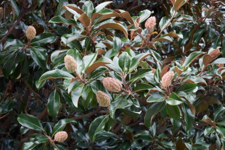 Téléchargez les photos : "Close-up image of Southern magnolia fruits and foliage" - en image libre de droit