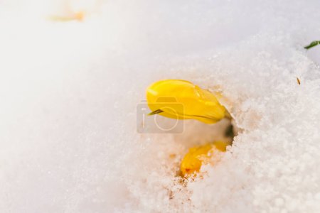 Foto de "close up of crocus flower in bloom, covered in snow" - Imagen libre de derechos